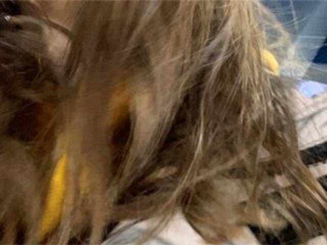 Broadcast screenshots Eliness