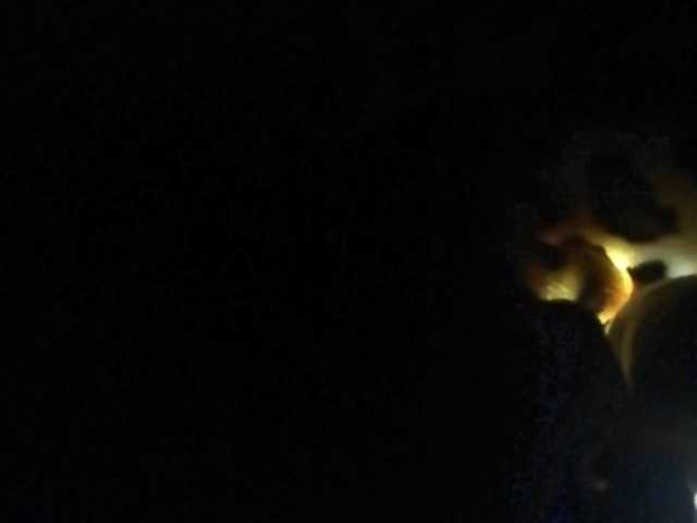 Broadcast screenshots Dellis