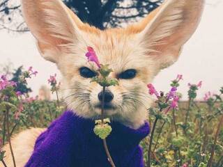 Erotic video chat Anecka31