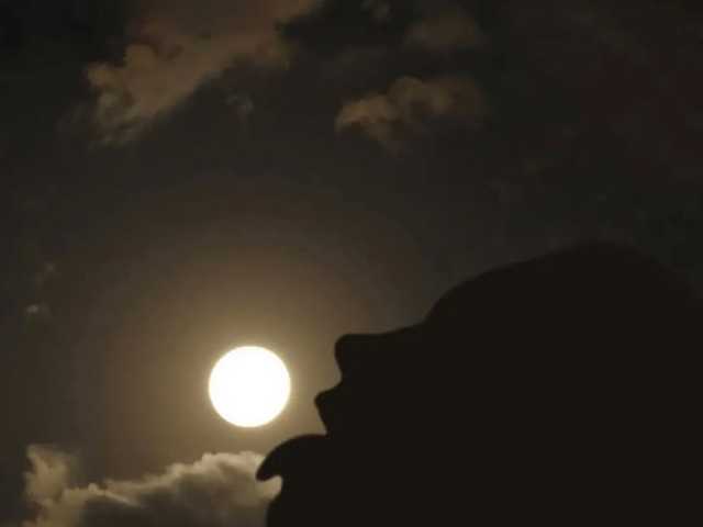 Photo of the profile FoxMink