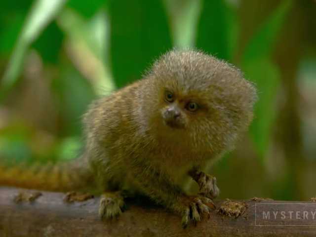 Broadcast screenshots SweetElize