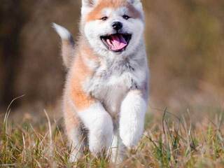 Erotic video chat Val309a